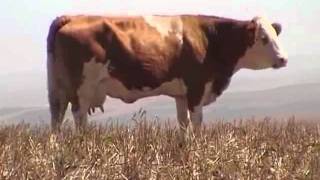 Dairy ranching with Fleckvieh beef cattle [upl. by Roswald]