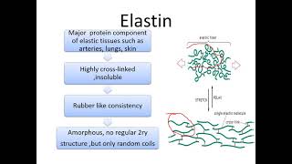 MED LEVEL 1 MUSI111 BIO Lecture 2 Elastin structure [upl. by Fellows]