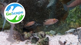 Sneak peak Neolamprologus brevis vs Neolamprologus leleupi Kavala Black [upl. by Lunseth]