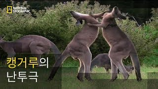 암컷을 사이에 둔 수컷 캥거루의 발차기 [upl. by Ylrak167]