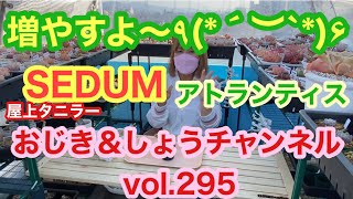 【多肉初心者】【屋上タニラー】【succulent】vol295 アトランティス増殖😁 [upl. by Llerol]