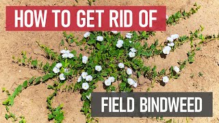 How to Get Rid of Field Bindweed Weed Management [upl. by Mordy908]