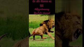 🐅 tiger tiger and nilgai yuddh funny video like and subscribe tiger funny video shortsfunny [upl. by Yddur]