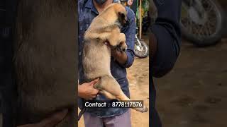 Belgiam malinois puppies  Tamil  more enquiries contact me  shorts dog belgianmalinois [upl. by Ermey]