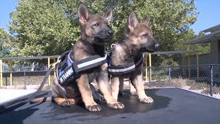 Watch Puppies Who Are Training To Be Police K9s Get Distracted By Toys [upl. by Nelyahs670]