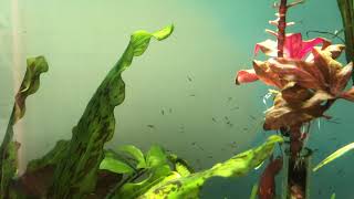 Planted tank  U R B A N AQUASCAPING  Hemichromis lifalili SM 01 [upl. by Yerak450]