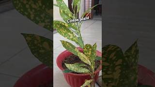 Croton plant ytshorts shortvideo terrace loving plant saritas Garden Creativity [upl. by Iadrahc442]