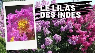 Lilas des Indes Lagerstroemia [upl. by Donn]