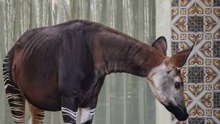 Okapi [upl. by Edals]