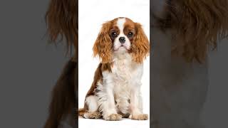 Cavalier King Charles Spaniel [upl. by Eelyram115]