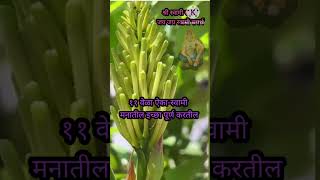 Bamboo flower 🙏 swamibhakti akkalkotswami viralshorts motivation radhakrishna swami yt love [upl. by Ynaoj]