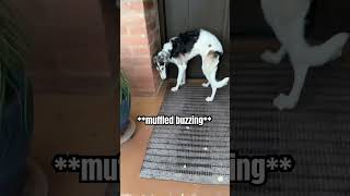 How was your morning 🤮 borzoi dogs cicada bugs doglife funny funnydogs y [upl. by Blondy]