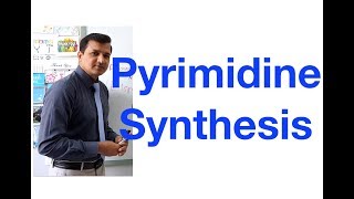 Pyrimidine Synthesis [upl. by Hanae]