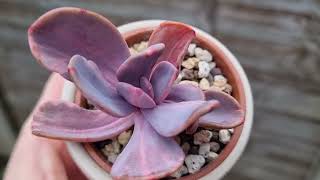 Pachyveria Myrtilla [upl. by Seligman]