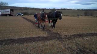 Horse Ploughing Tibbermore Perthshire Scotland [upl. by Clabo751]