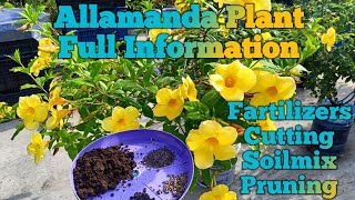 Allamanda plant care tips Allamanda flower plantHow to grow allamanda flower plant [upl. by Lomax450]