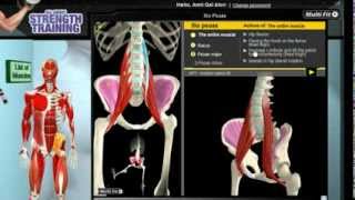 How Iliopsoas Muscles Work 3D Anatomy of Muscles in Motion [upl. by Bough498]