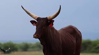 Young Ankole cow [upl. by Pitarys]