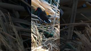 Common Moorhen making noises while eating [upl. by Ahsiret532]