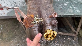 SHOCKING truth about cutting and trimming cow hooves removing screws stuck in hooves [upl. by Leilamag]