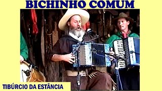 BICHINHO COMUMTIBÚRCIO DA ESTÂNCIA [upl. by Lehcem908]