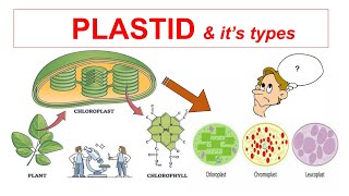 Plastid amp Its Types  Chloroplast Chromoplast Leucoplast  Fundamental Unit of Photosynthesis [upl. by Wallache]