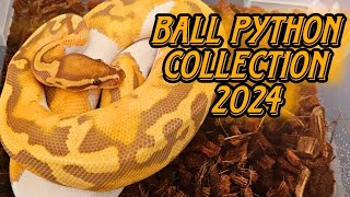 Ball Python Collection And Breeding Plans [upl. by Abraham288]