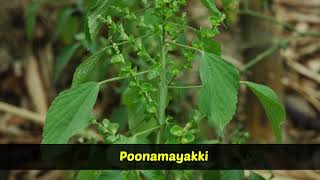 Medicinal Plants  Acalypha indica  Kuppaimeni [upl. by Feinberg678]