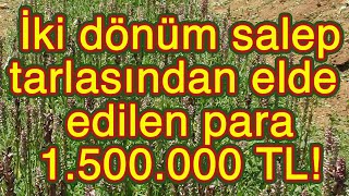 İki dönüm salepten kazanılan para 15 milyon lira [upl. by Imot]