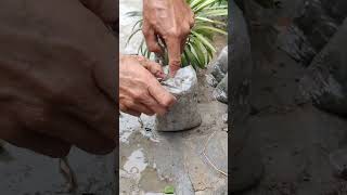 propagate yucca plant  cuttings [upl. by Sherris660]