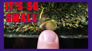 Have I Bred Nerite Snails In Fresh Water [upl. by Damalus537]