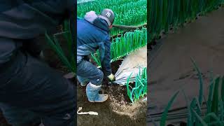 Shocking Truth About Chinese Onion Farming [upl. by Einalem]