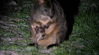 Pademelon Wallaby With Joey in Pouch [upl. by Ygiaf]