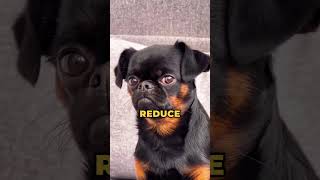 This Is Why Coconut Oil Is Good For Your Dog [upl. by Reisch60]