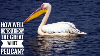 Great white pelican  Description Characteristics and Facts [upl. by Yemarej648]