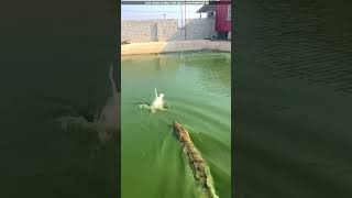 how did the badak escape from the crocodile😮viralvideo shortvideo [upl. by Ydieh]