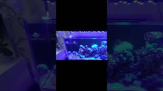 Aquarium laut vivaria optic clear 90 [upl. by Notak]