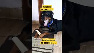 Boring day😐😐🙄love song oldsong rotweilerlove funnyanimals viralshort labrador rotweiler dog [upl. by Anha]