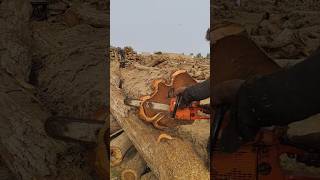 Shisham wood cutting ara 5800 chainsaw [upl. by Enaej]