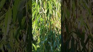 weeping willow trees facts and information and care uses good and bad of weeping willow trees [upl. by Wei]