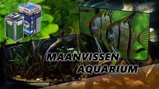 Maanvissen aquarium amazone zoetwatervissen [upl. by Leroj663]