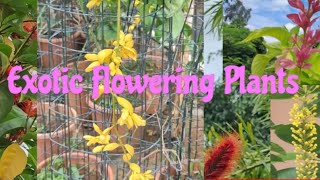 Rare exotic Flowering Plants [upl. by Ert]