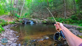 Fly Fishing for INCREDIBLE Trout [upl. by Gilli213]