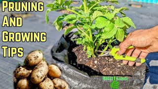 Growing and Pruning Potato Plants for Bigger Harvest  Maximum Productionpotato garden gardening [upl. by Ennaear961]