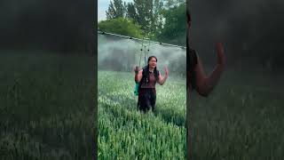 Wheat field backpack type adjustable pesticide automatic sprayer [upl. by Lyj]