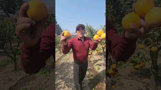 Ya probastes esta variedad mandarinas río de oro 🍊🍊😲✅️🇵🇪🧑‍🌾 camping fruit alcampo solo short [upl. by Hegarty537]