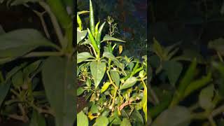 Chilli 🌶 plant with chillies nature birdsong birdsingingmusic birds insects tropicalfruit [upl. by Saint]