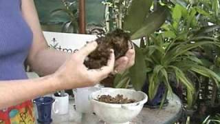 Phalaenopsis Repotting  Orchid Care  From rePotmecom [upl. by Ainoek493]