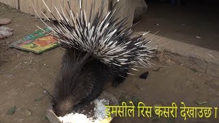 Angry Porcupine  risaune dumsi [upl. by Greenes]