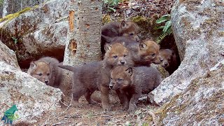 Wolf pups reaction when their mom returns to the den [upl. by Mariam679]